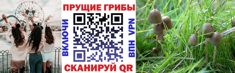 Галлюциногенные грибы MAGIC MUSHROOMS  купить наркотик  Черняховск 